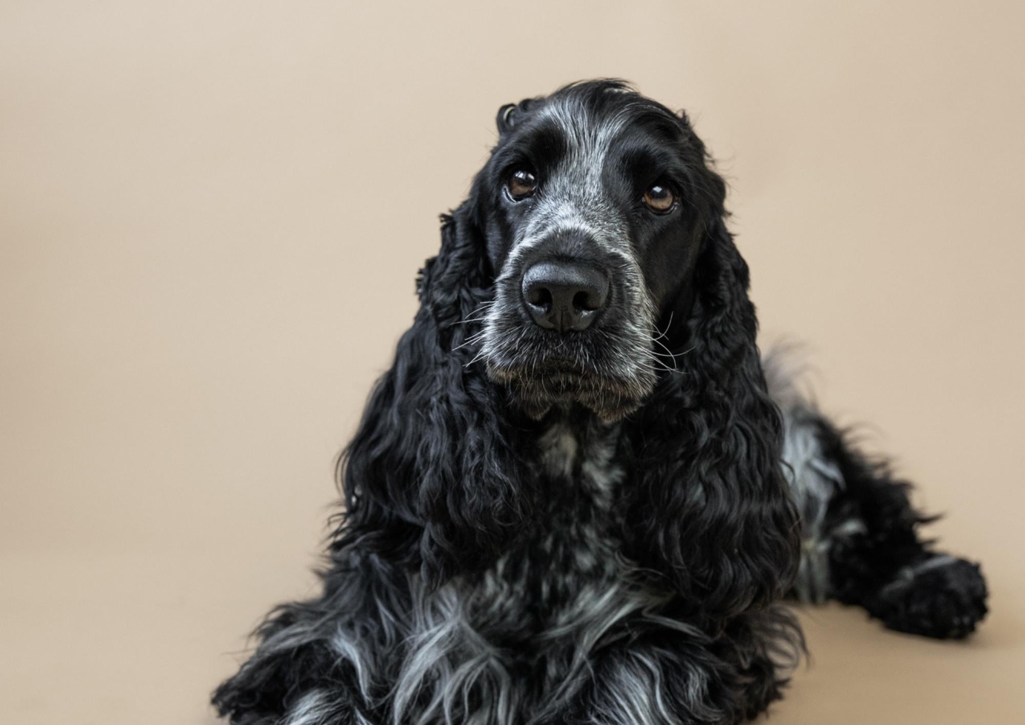 Beautiful coat, healthy skin – Improve your dog’s wellbeing through diet
