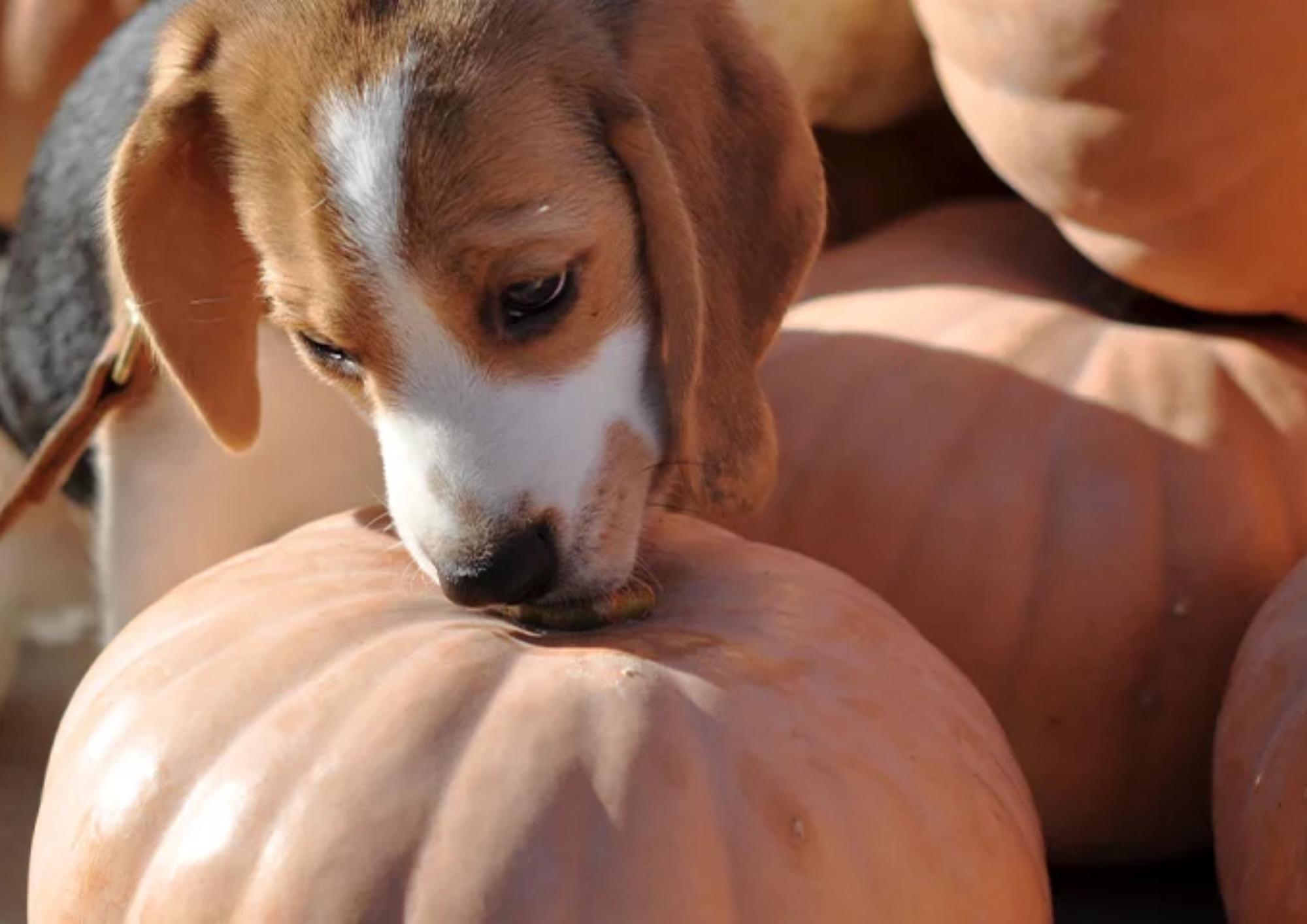 Can dogs be fed plant-based?