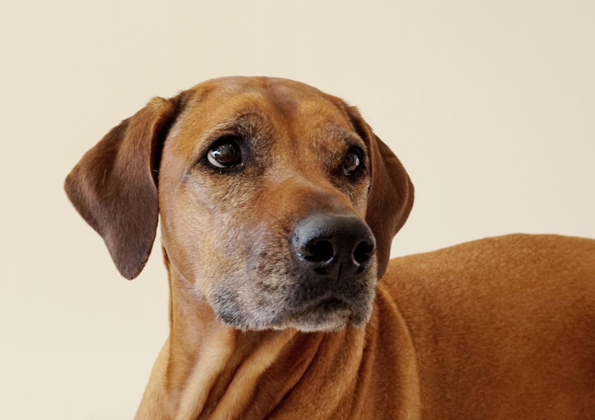 Feeding a Senior Dog
