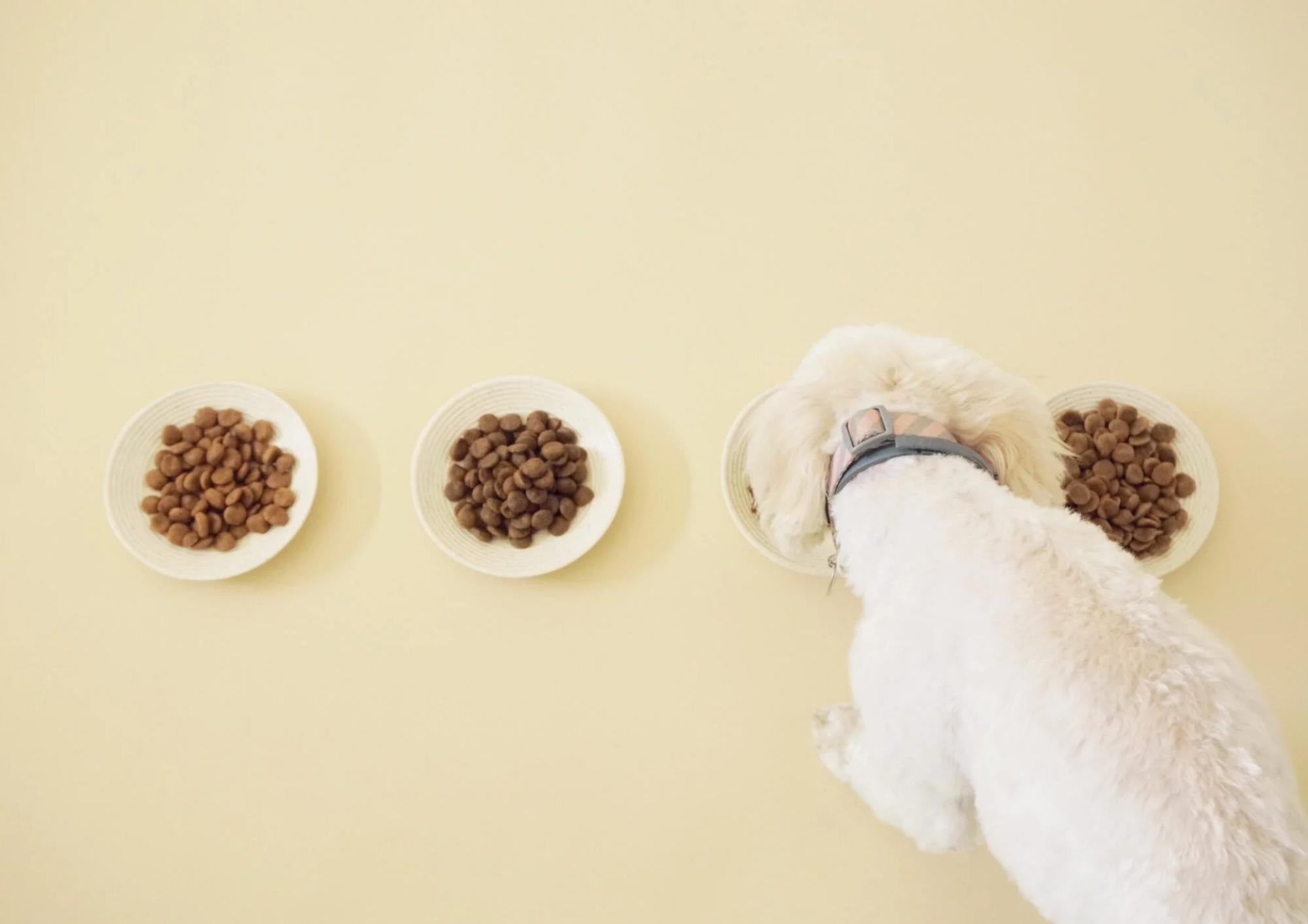 Dog has heartburn – what to do?