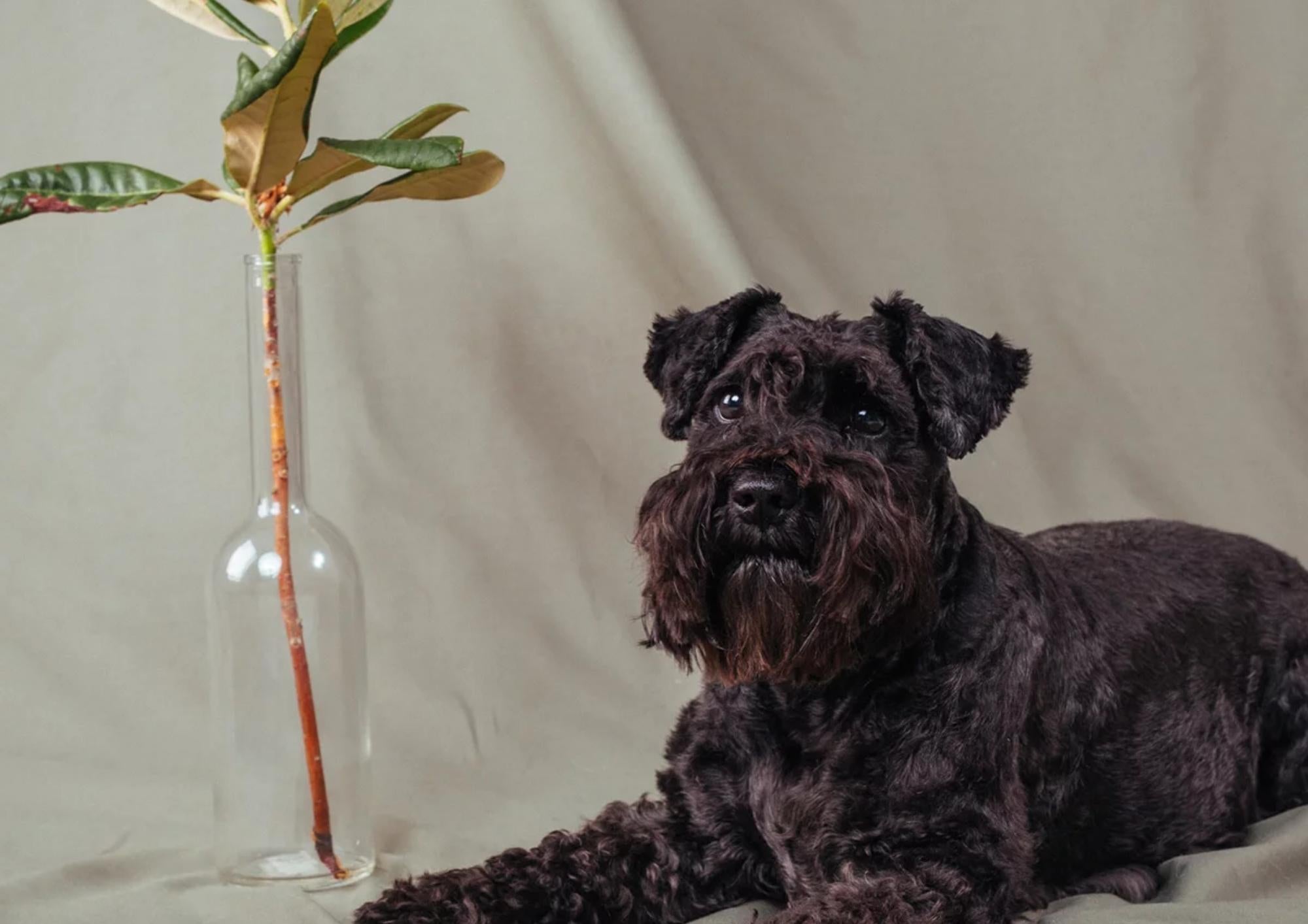 My dog has yeast – what to do?