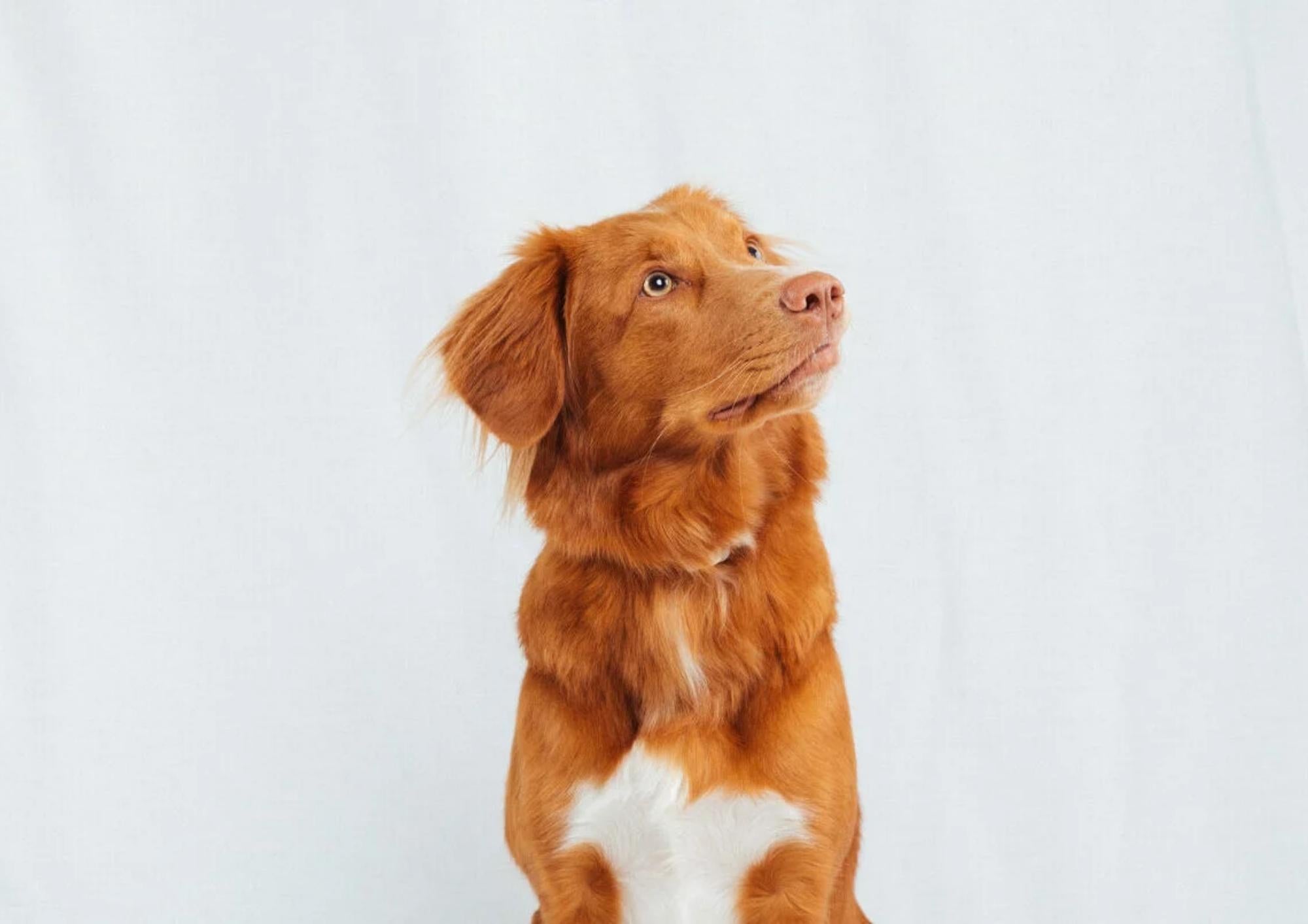 Dog skin symptoms – allergy or atopy?