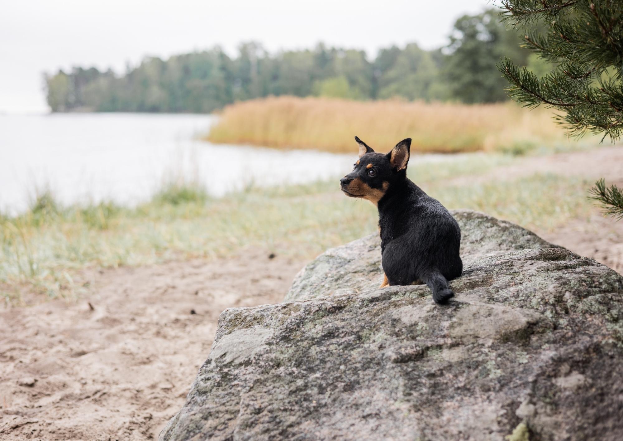 Myths about feeding a Puppy