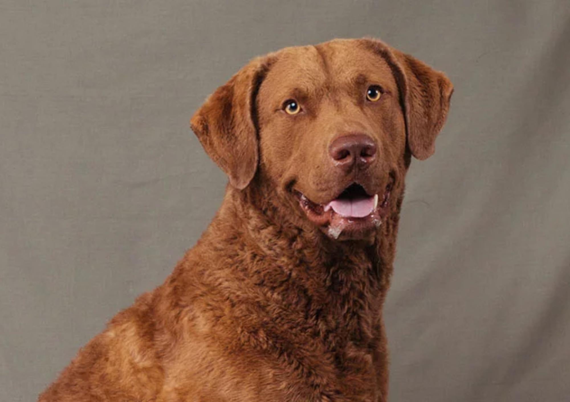 Dog Weight Loss and Weight Management