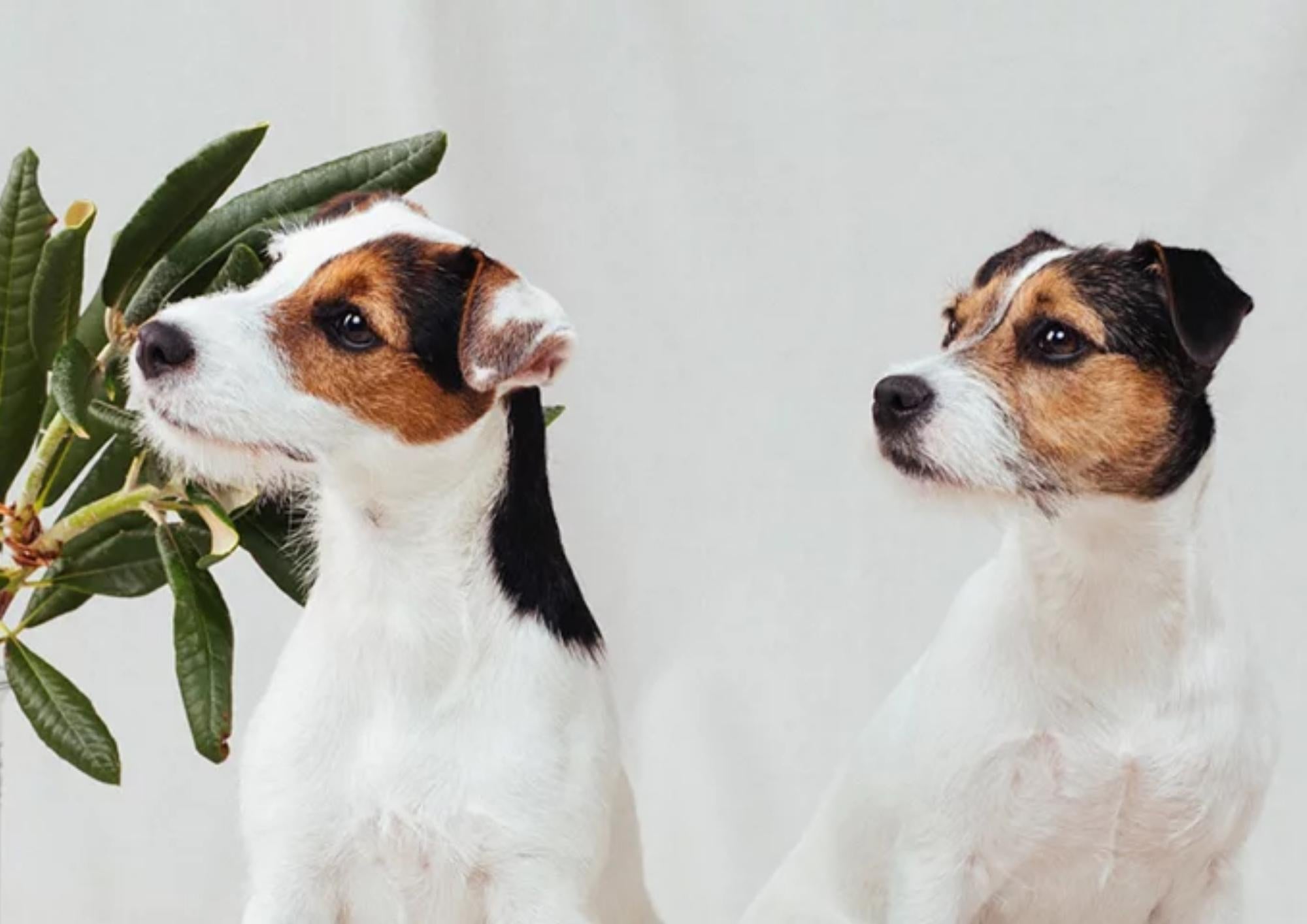Dog Digestion and Gut Health