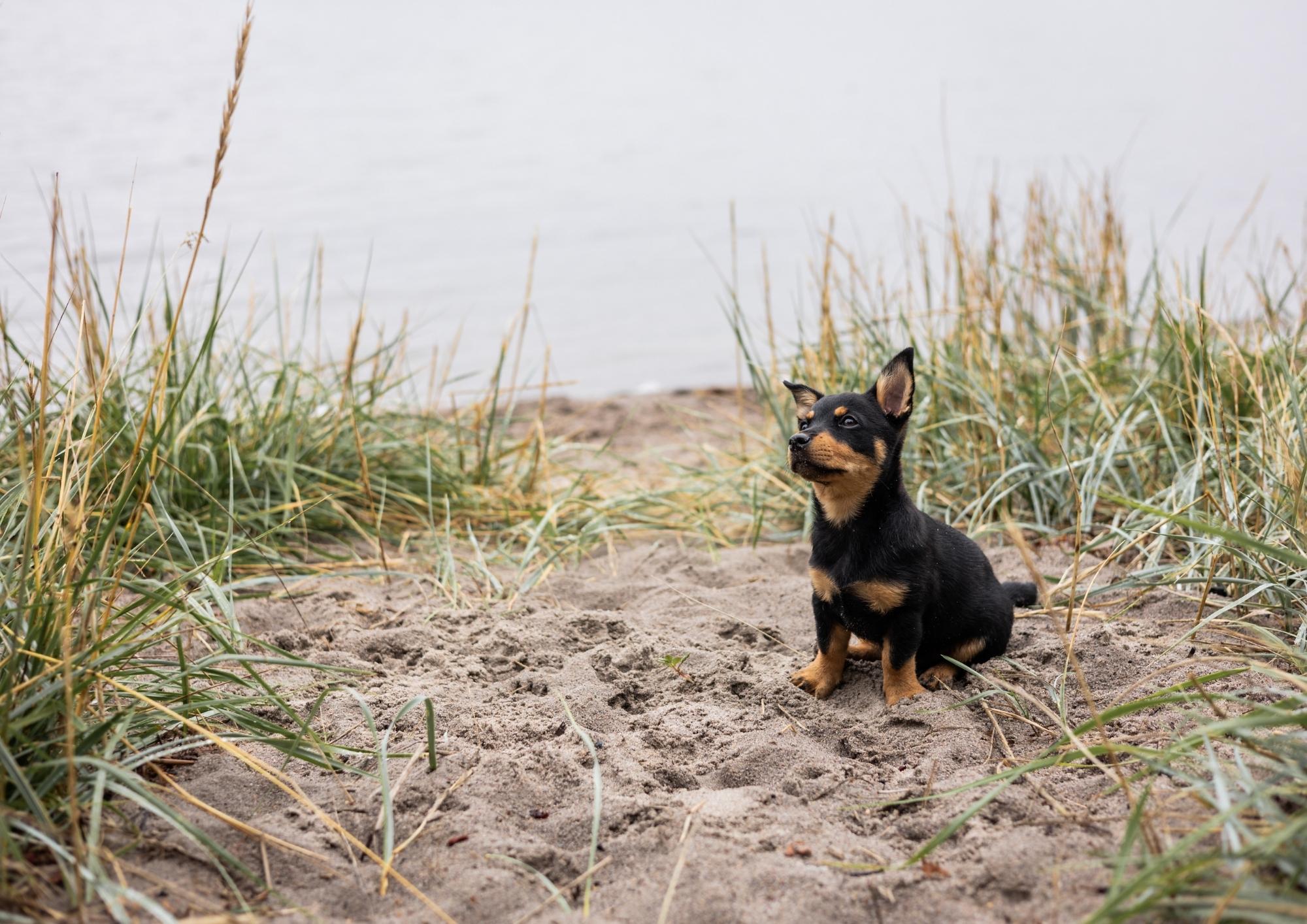 Designed for Puppy Needs