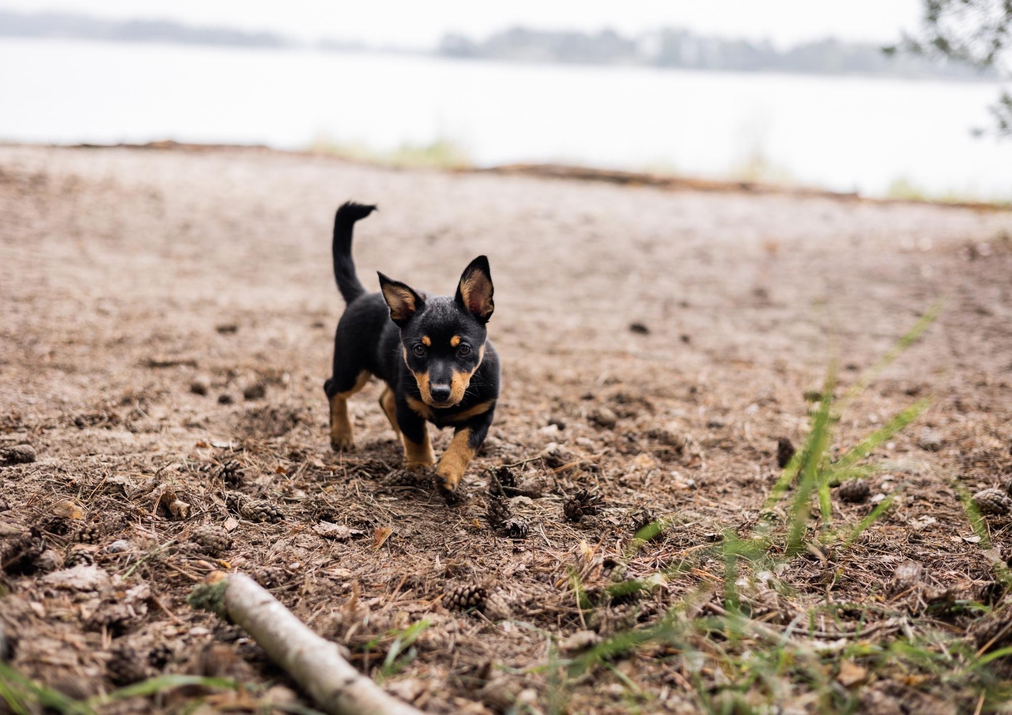 Training Treats for Puppies