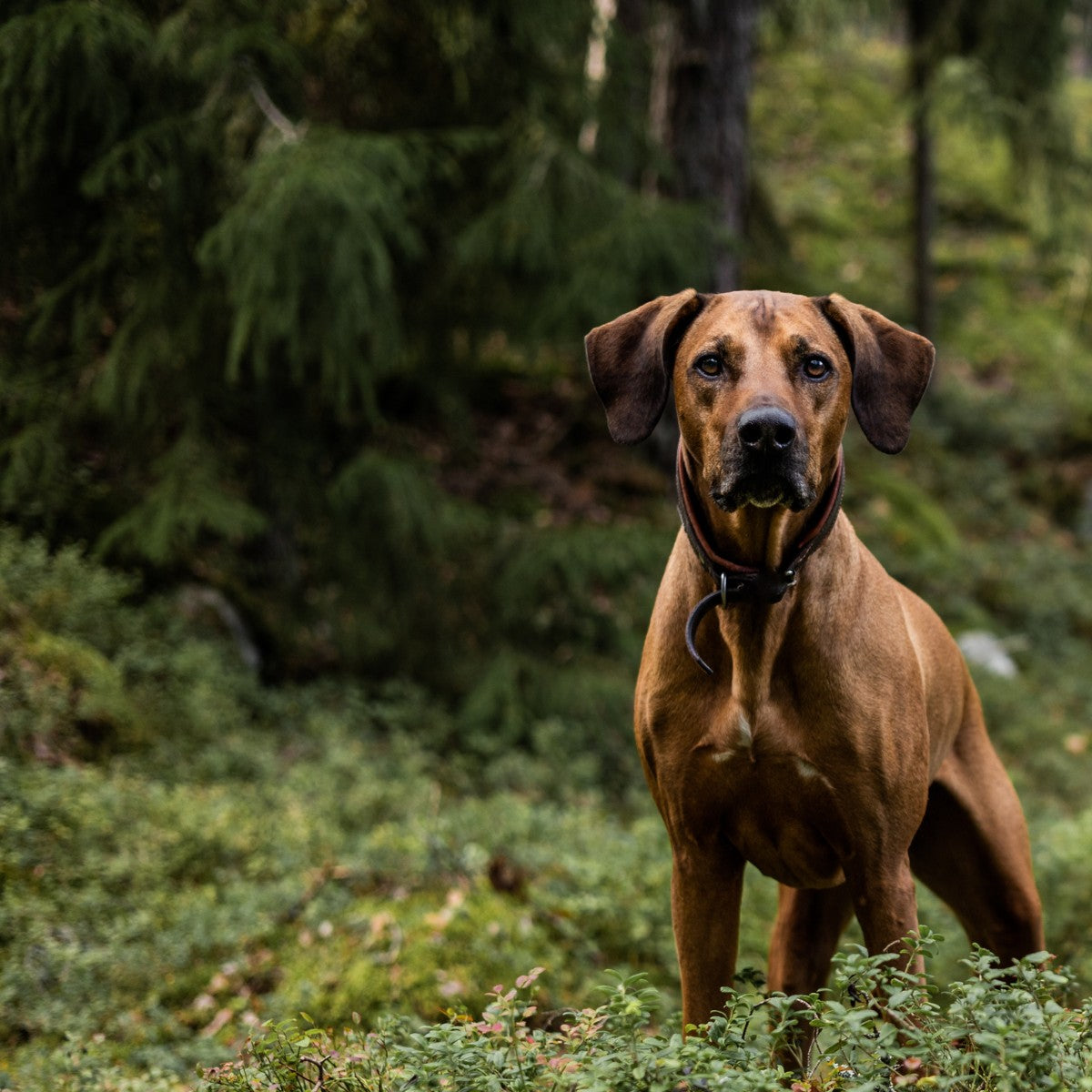 Alvaristi Bob in the forest